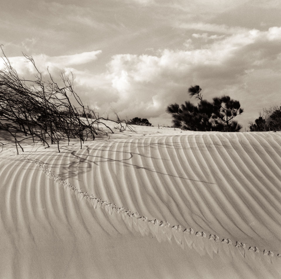 tracks-across-rippled-dune.jpg
