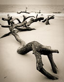 crawling-driftwood.jpg