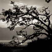 oak-at-river-beach.jpg