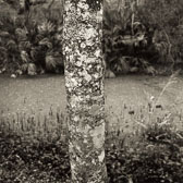 tree-trunk.jpg