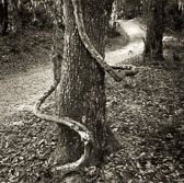 vine-around-tree.jpg