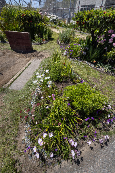 Land Together gardening at San Quentin - 2025 May
